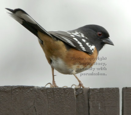 spotted towhee, male (rufous-sided towhee)