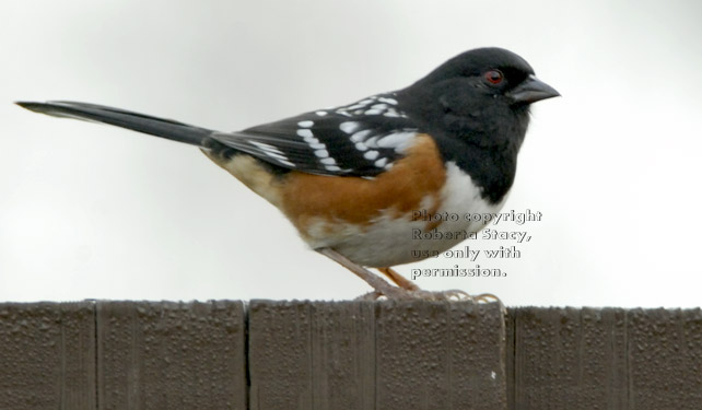 male spotted towhee (rufous-sided towhee)