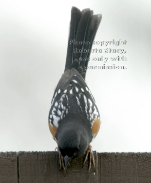 spotted towhee, male (rufous-sided towhee)