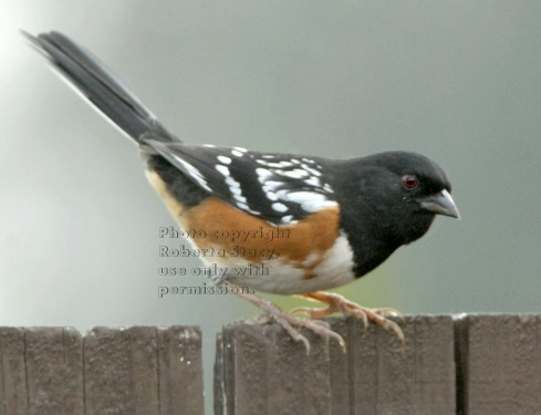 male spotted towhee (rufous-sided towhee)