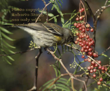 yellow-rumped warbler