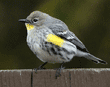 yellow-rumped warbler