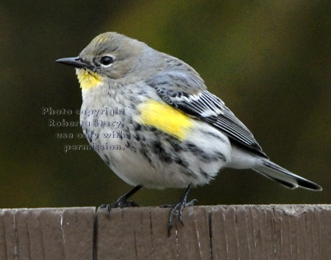 yellow-rumped warbler