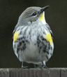 yellow-rumped warbler