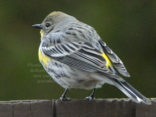 yellow-rumped warbler