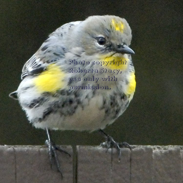 yellow-rumped warbler