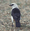 white-headed buffalo weaver Tanzania (East Africa)