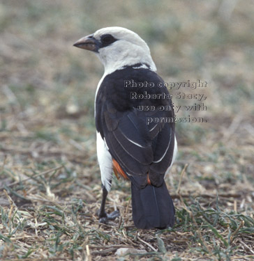 white-headed buffalo weaver Tanzania (East Africa)