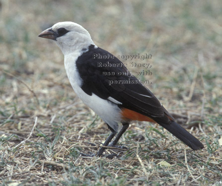 white-headed buffalo weaver Tanzania (East Africa)