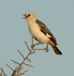 white-headed buffalo weaver