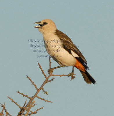 white-headed buffalo weaver