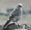 rufous-tailed weaver