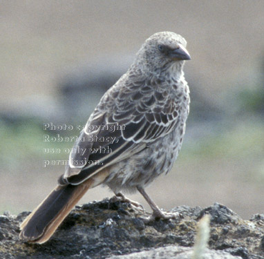 rufous-tailed weaver Tanzania (East Africa)