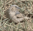 grey-capped social weaver