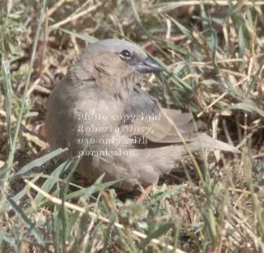 grey-capped social weaver Tanzania (East Africa)