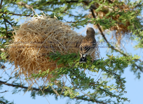 Donaldson-Smith's sparrow-weaver and nest