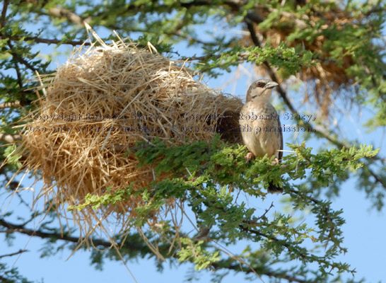 Donaldson-Smith's sparrow-weaver and nest