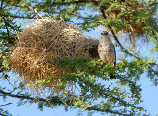 Donaldson-Smith's sparrow-weaver and nest