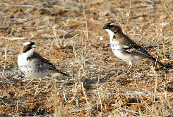 white-browed sparrow-weavers