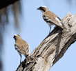white-browed sparrow-weavers