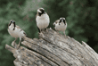 white-browed sparrow-weavers