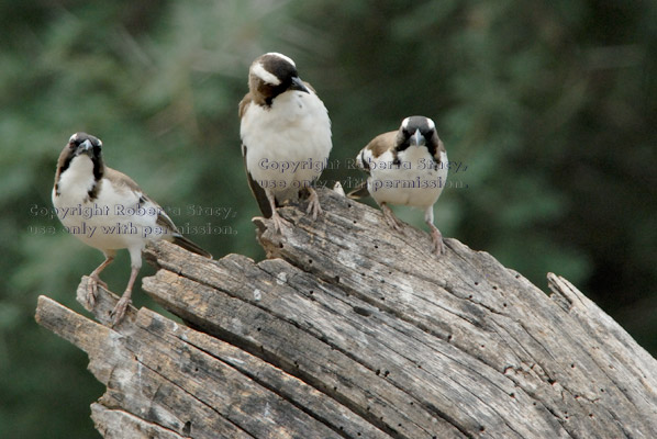 white-browed sparrow-weavers