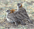 speckle-fronted weavers Tanzania (East Africa)