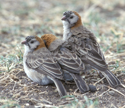 speckle-fronted weavers Tanzania (East Africa)