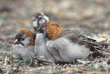 speckle-fronted weavers Tanzania (East Africa)