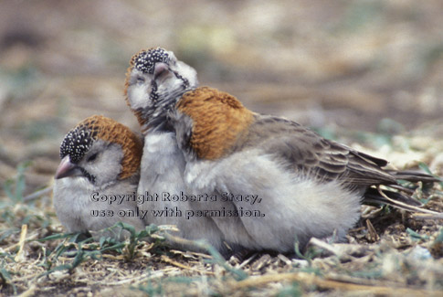 speckle-fronted weavers Tanzania (East Africa)