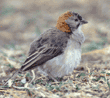 speckle-fronted weaver