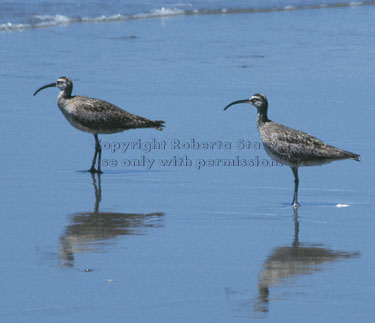 whimbrels