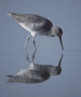 willet