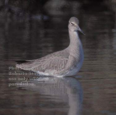 willet