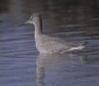 willet