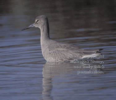 willet