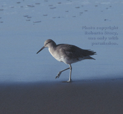 willet