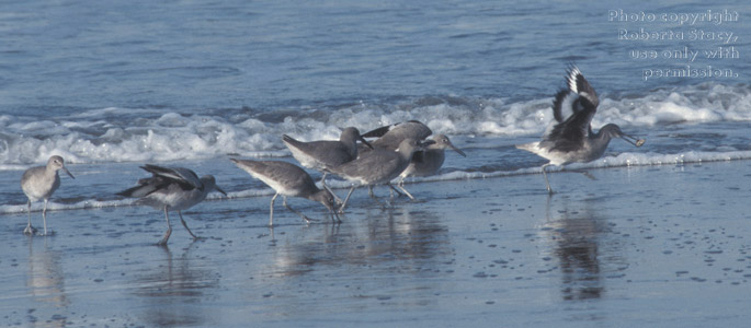 willets