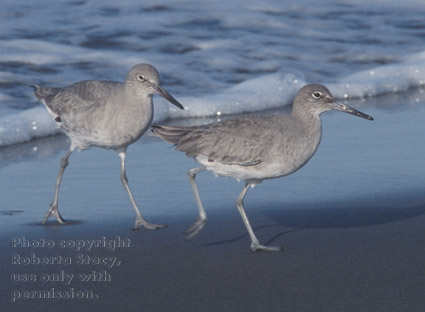 willets