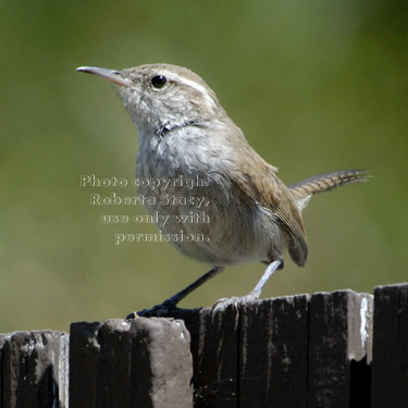 Bewick's wren