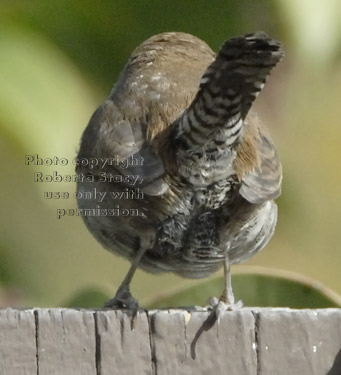 Bewick's wren, rear view