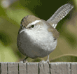 Bewick's wren