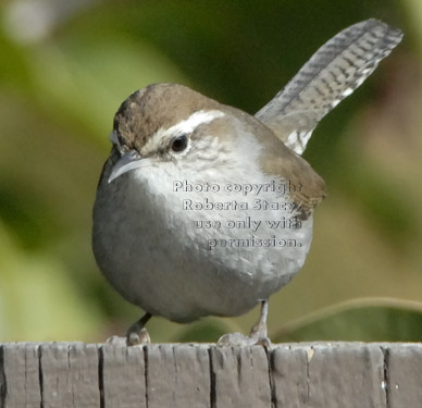 Bewick's wren