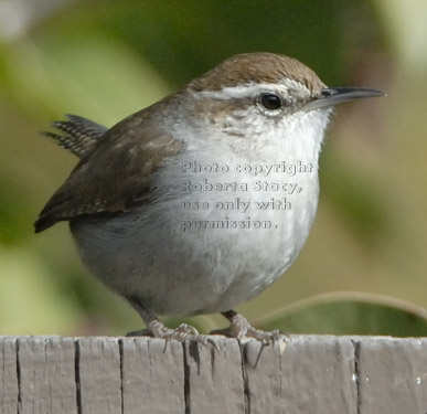 Bewick's wren