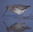 greater yellowlegs