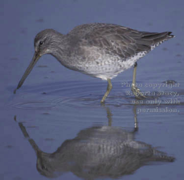 greater yellowlegs