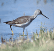 greater yellowlegs