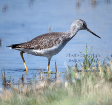 greater yellowlegs