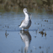 greater yellowlegs