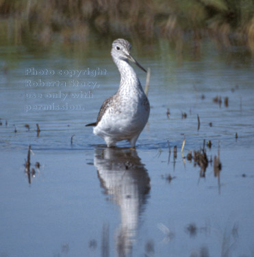 greater yellowlegs